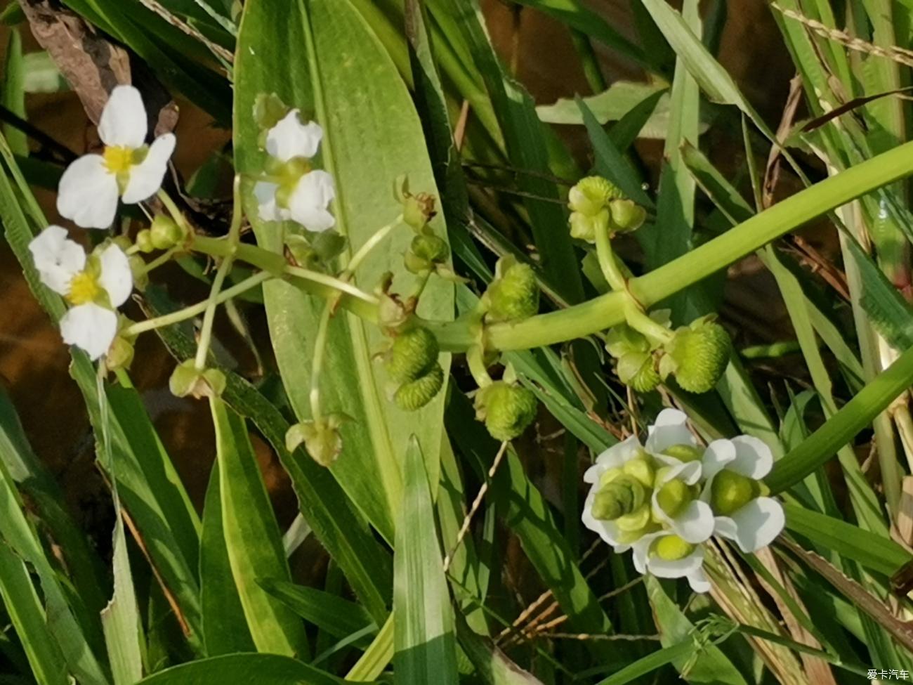 大玩家 泽泻