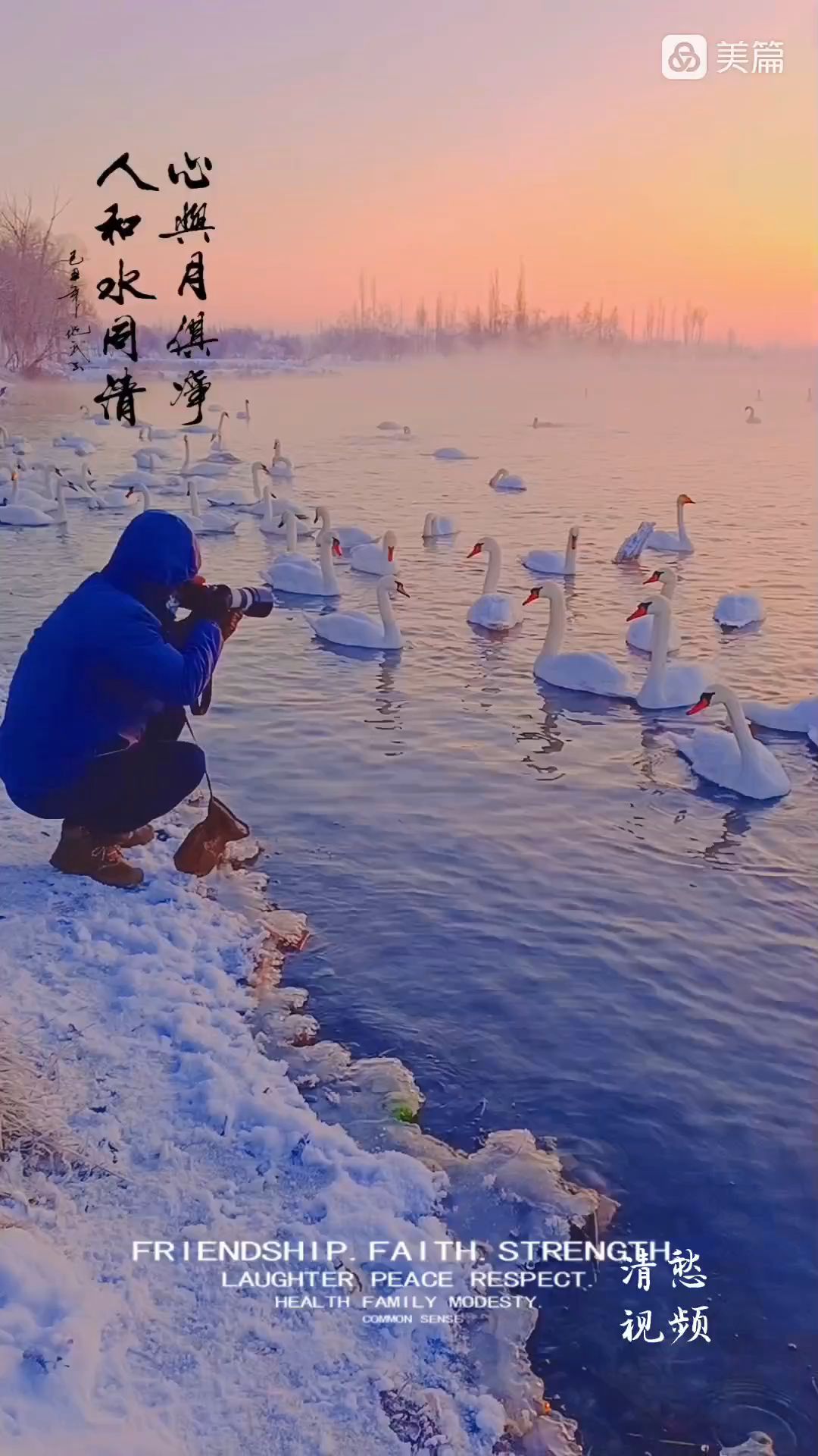 新疆伊犁河谷的天鹅又从遥远的西伯利亚飞到伊犁河谷来过冬了！