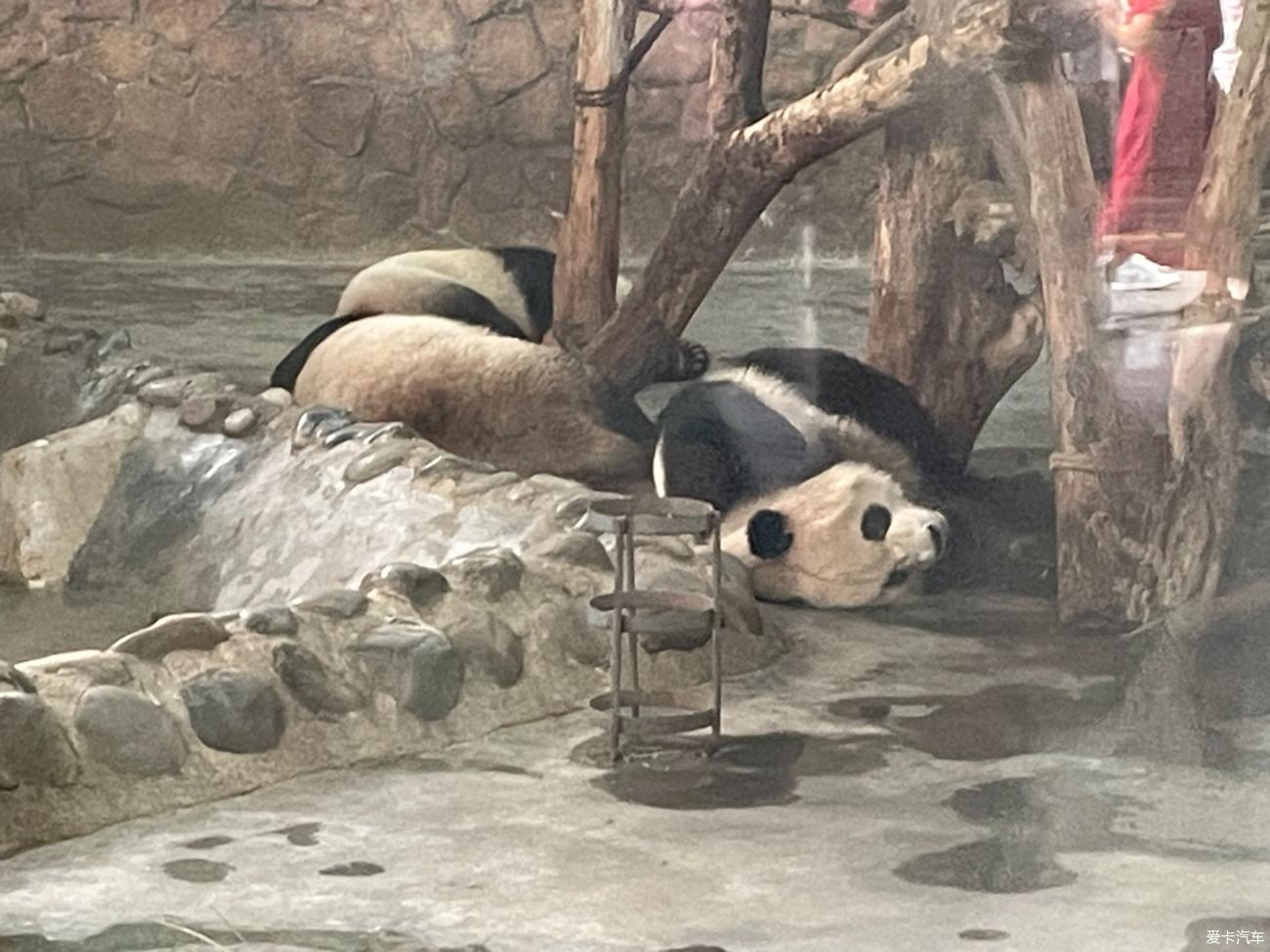 Driving with my daughter Tibet Day3: Chengdu Giant Panda Breeding Base