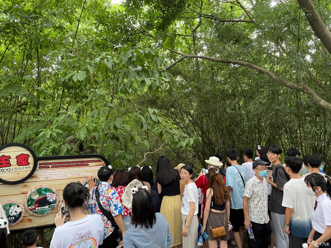 With Driving together with my daughter in Tibet Day 3: Chengdu Giant Panda Breeding Base