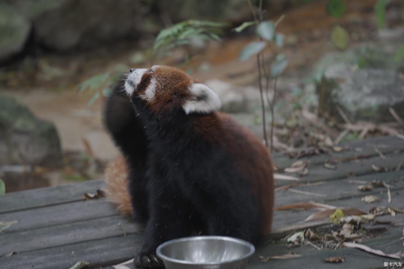 Driving in Tibet with my daughter Day 3: Chengdu Giant Panda Breeding Base