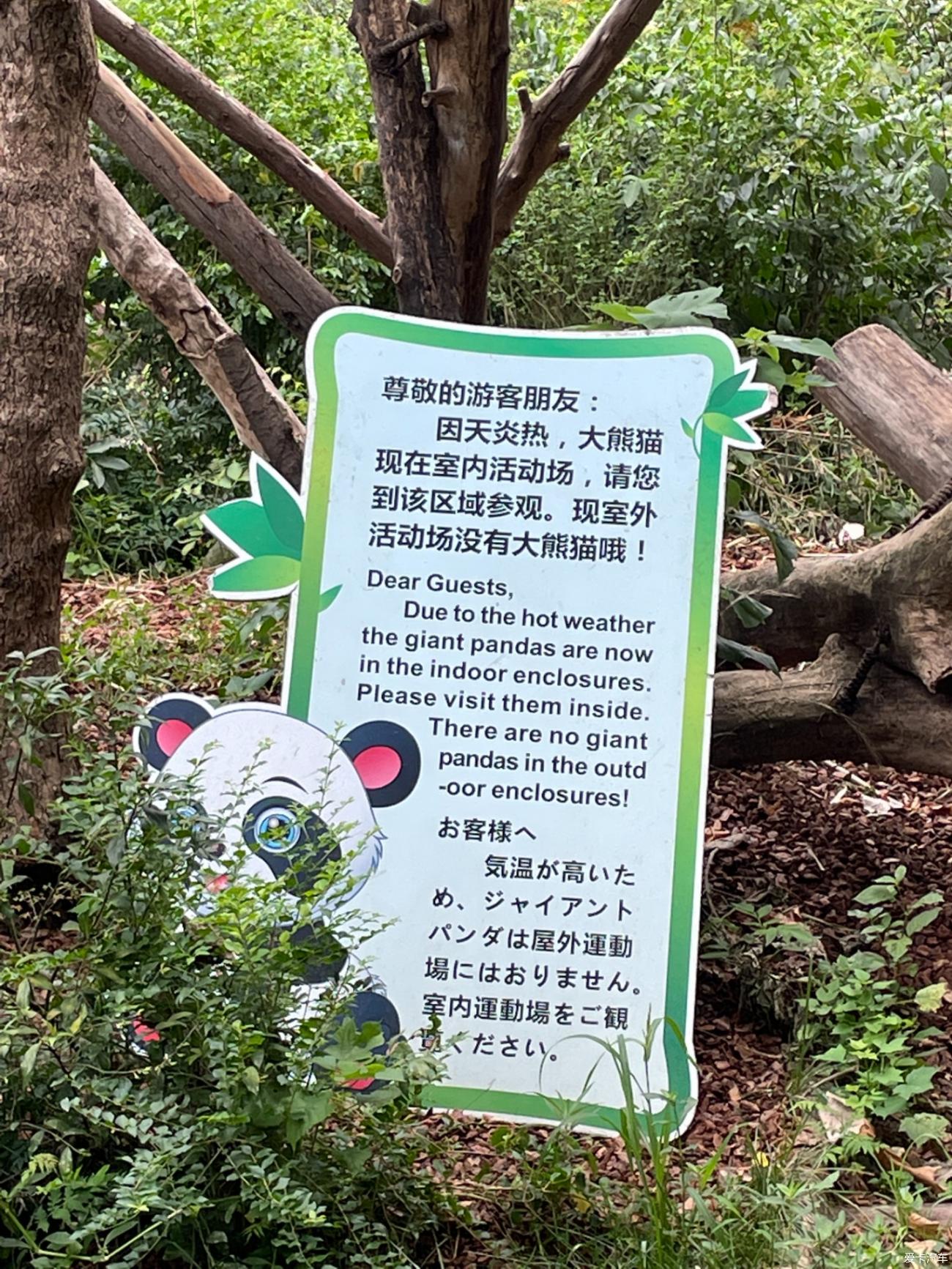 Driving in Tibet with my daughter Day 3: Chengdu Giant Panda Breeding Base