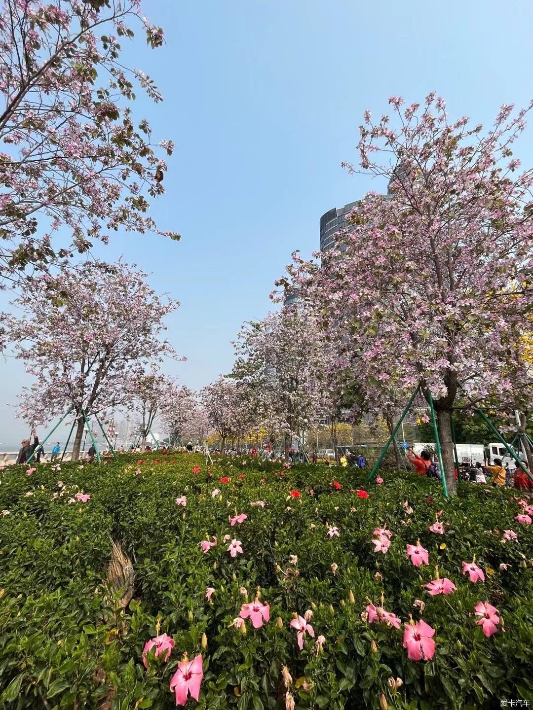 美在花城