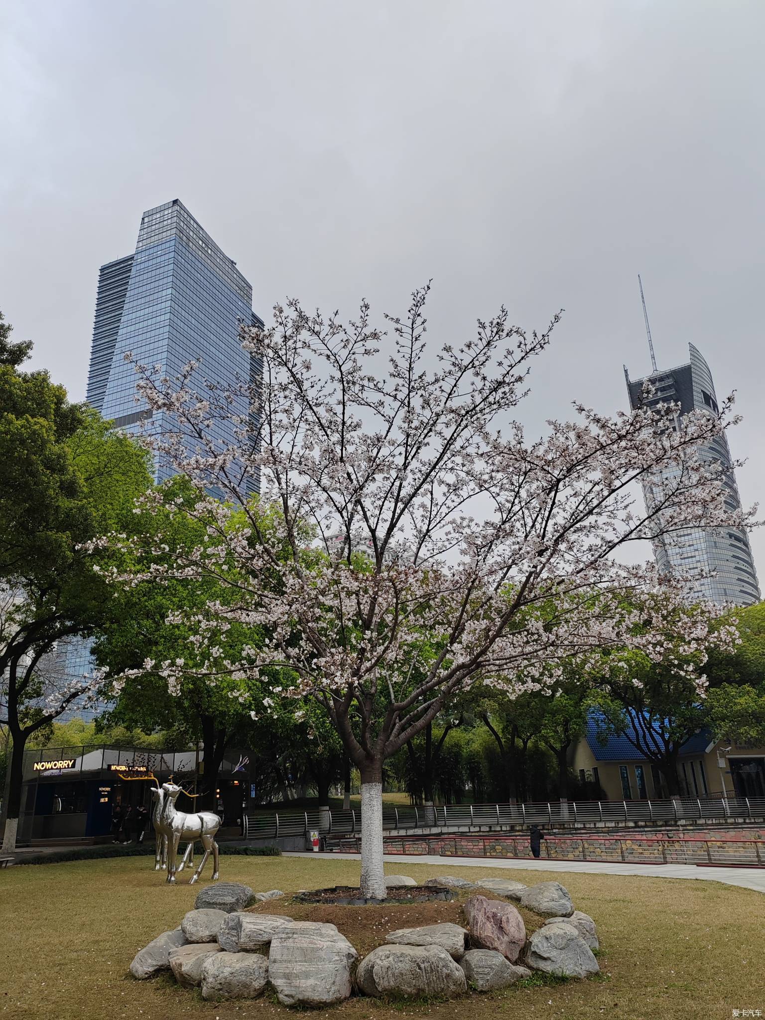 西北湖赏樱花(湿身之旅)