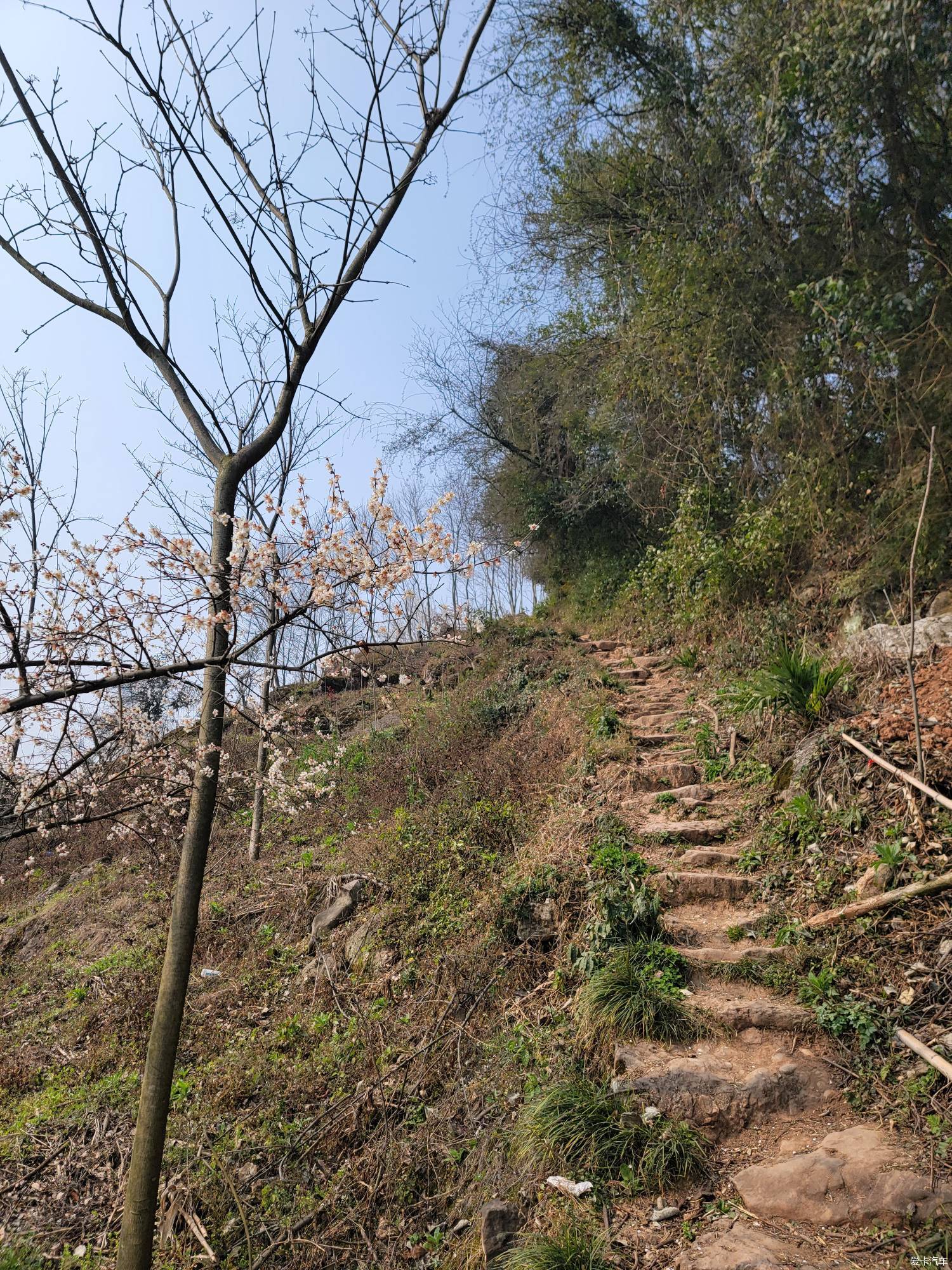 大邑雾中山看花图片