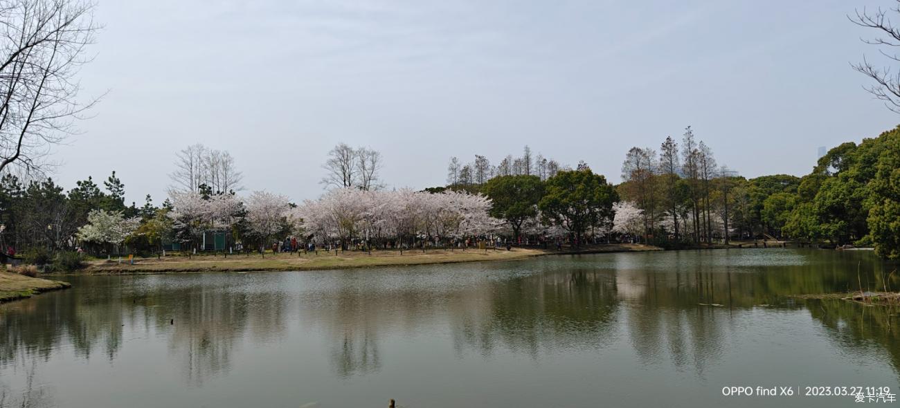 世纪公园的樱花