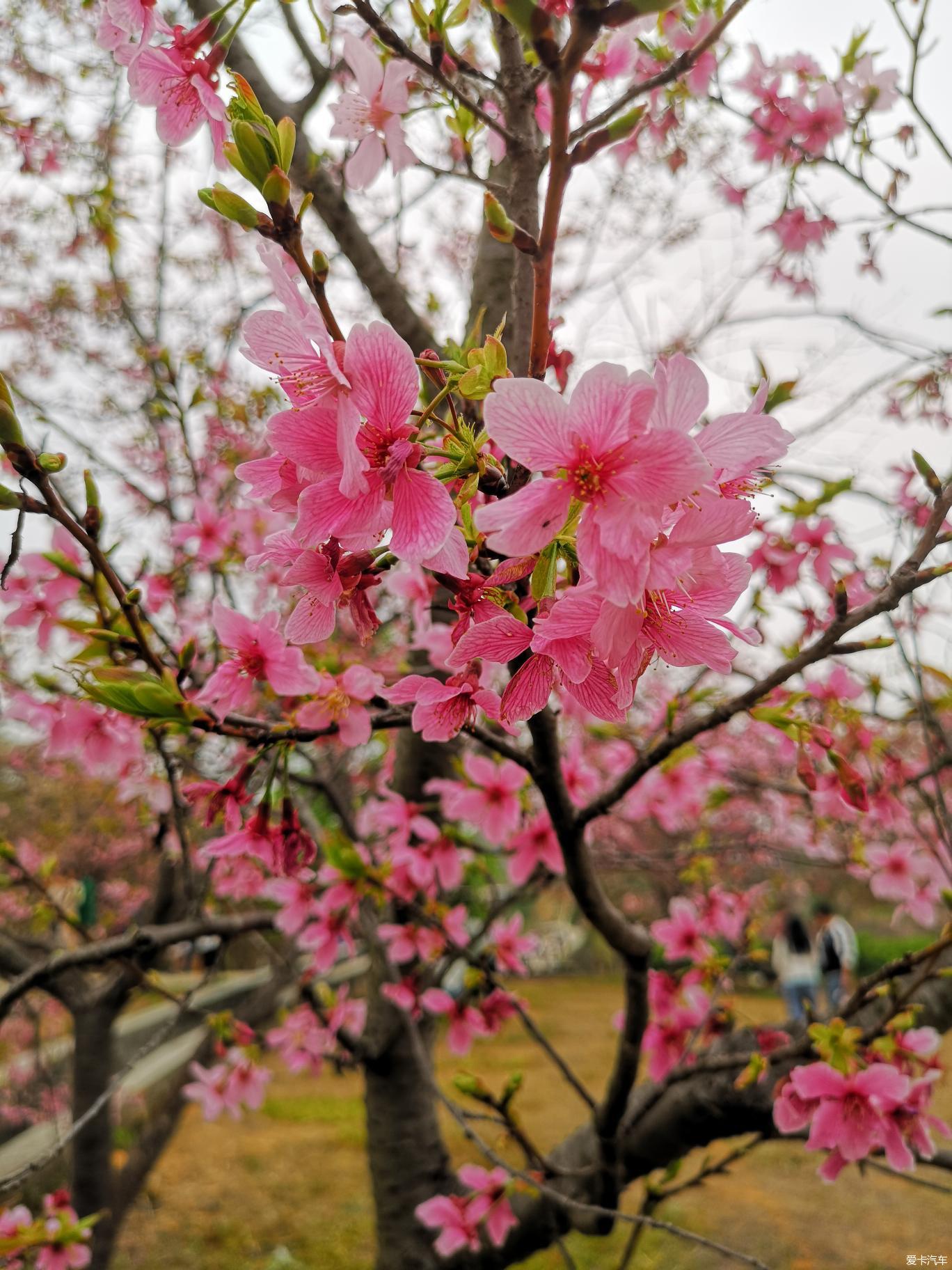 韶关樱花图片