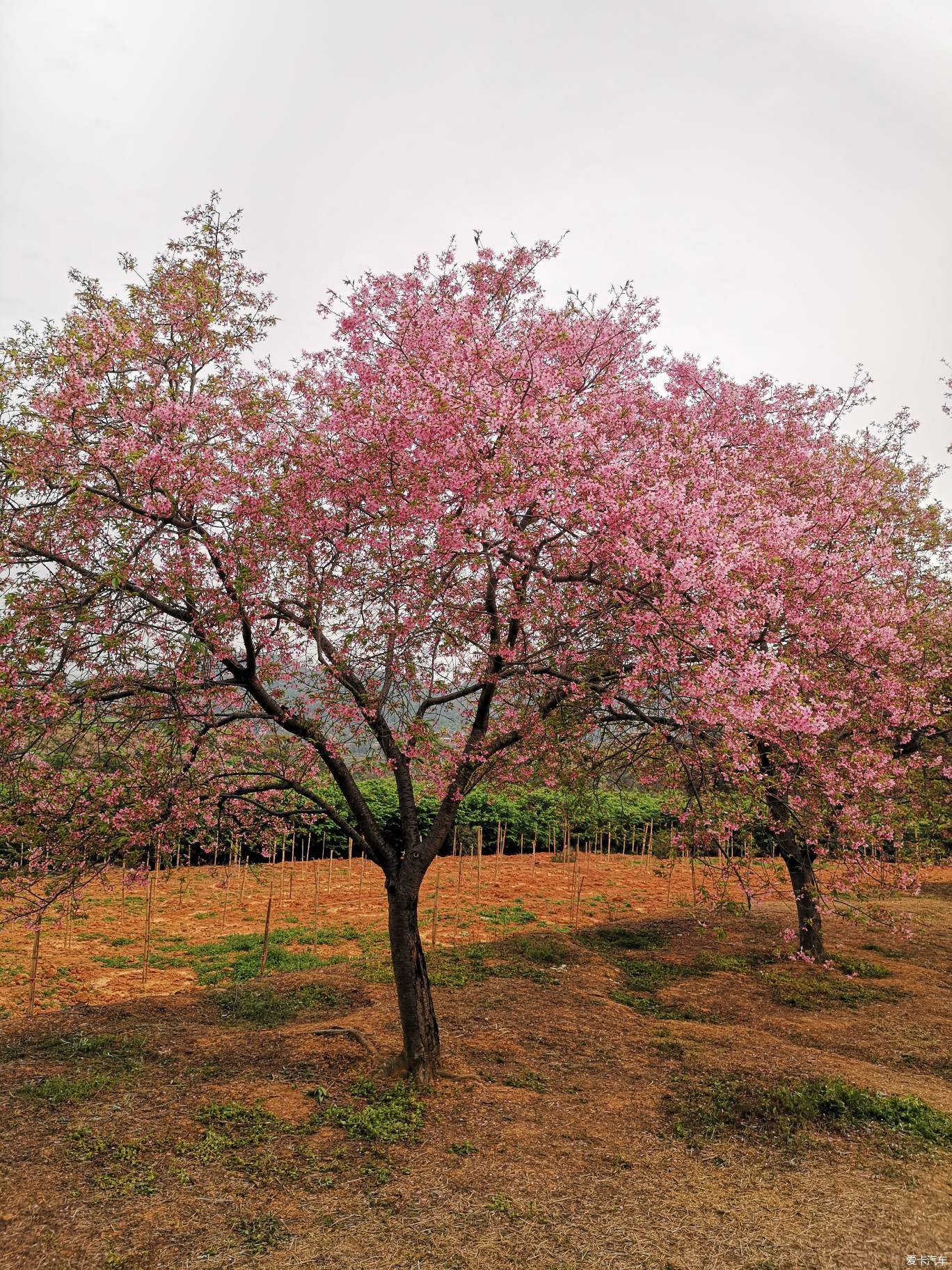 韶关樱花公园图片图片