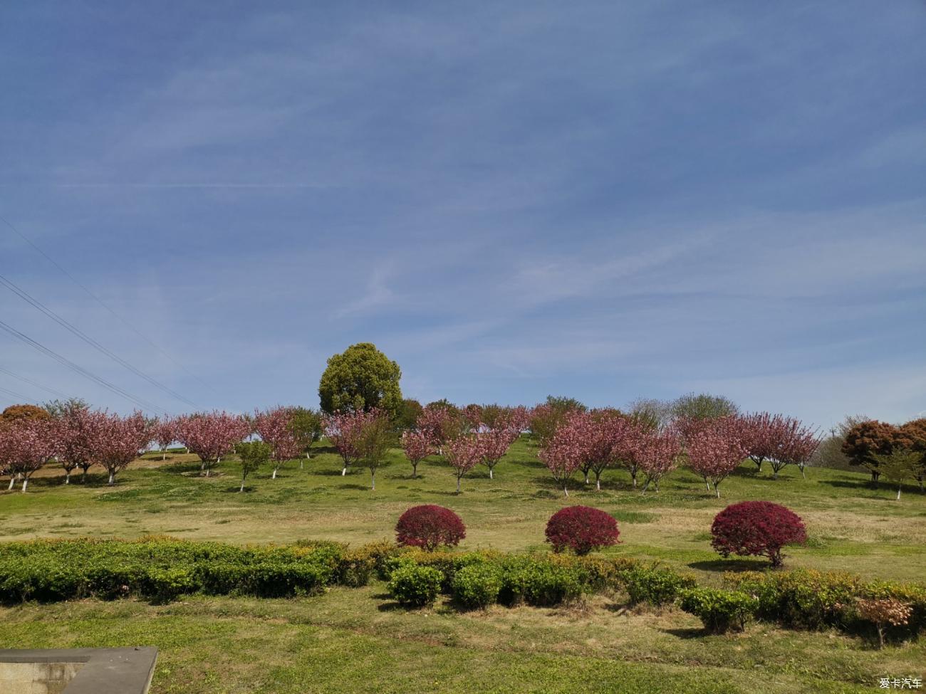 【春與夏之精】煙花三月下常州-第九天 南京羊山公園-愛卡汽車網論壇