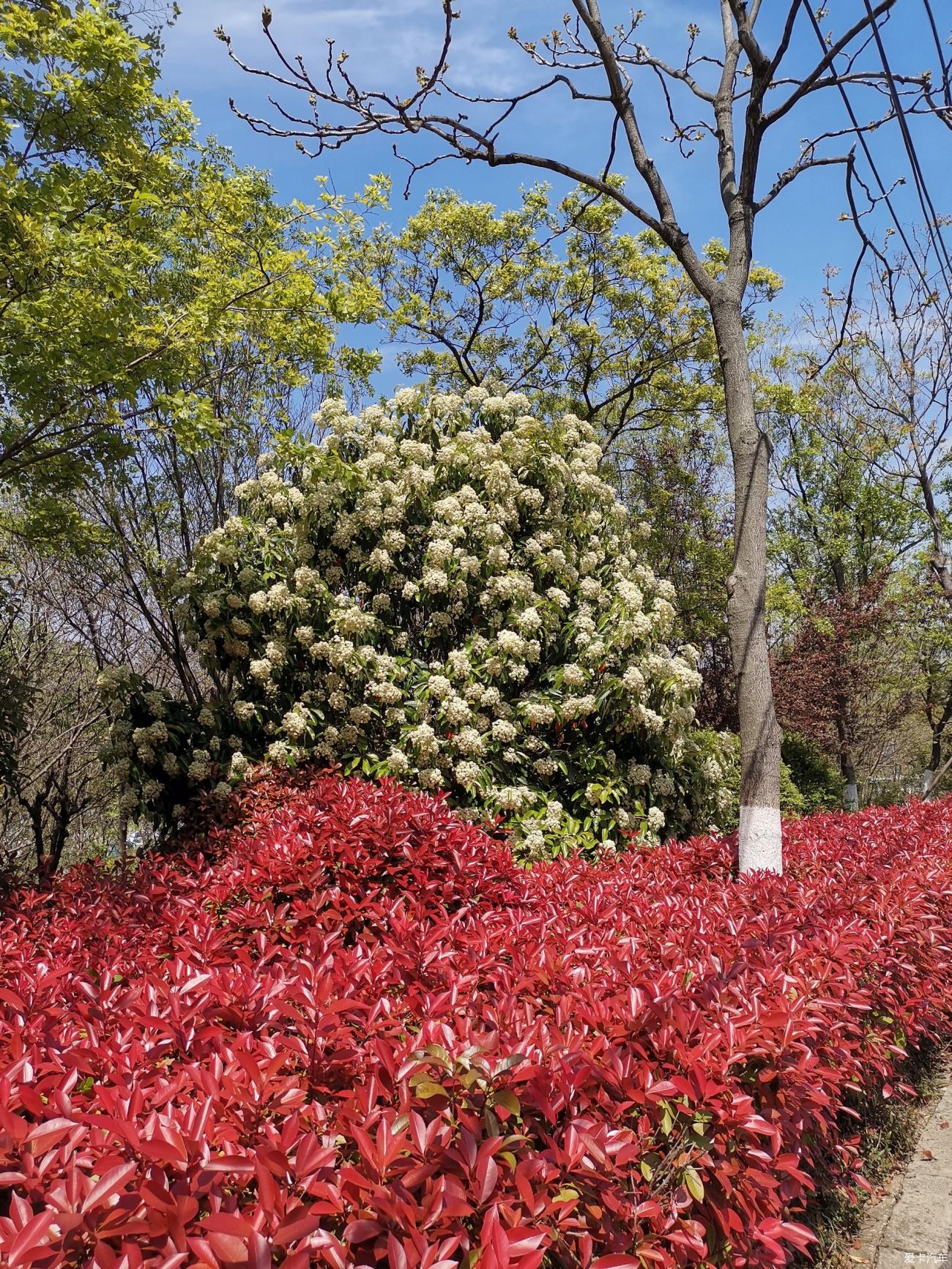 【春與夏之精】煙花三月下常州-第九天 南京羊山公園-愛卡汽車網論壇