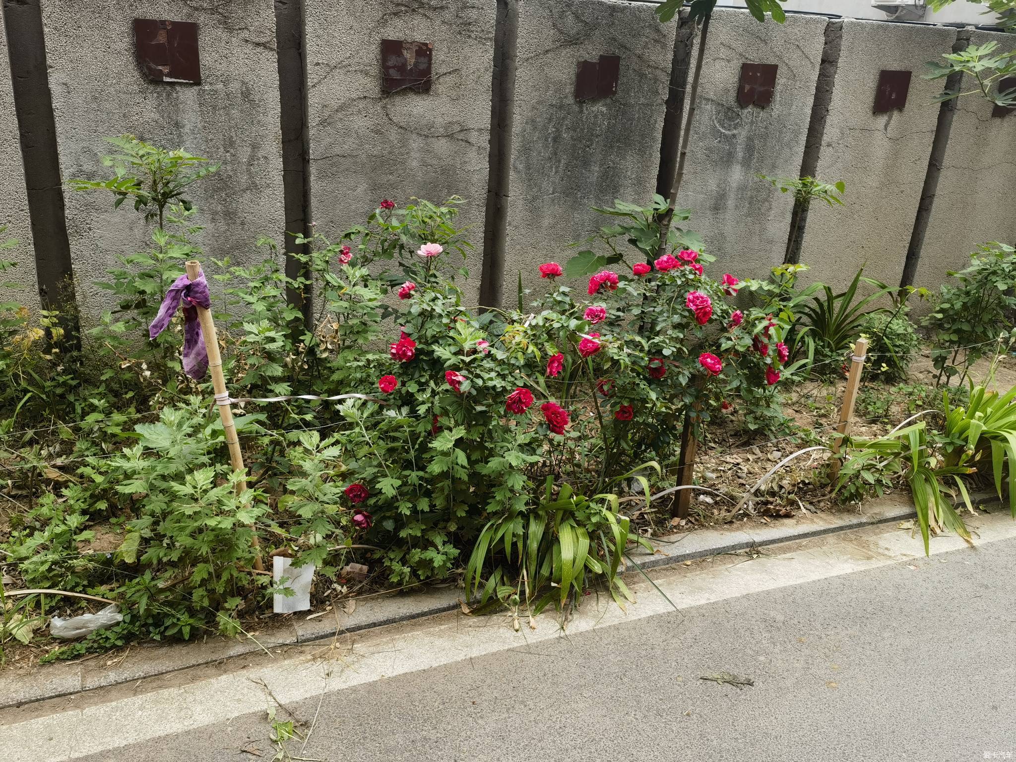 【春與夏之精】社區戶前小花園