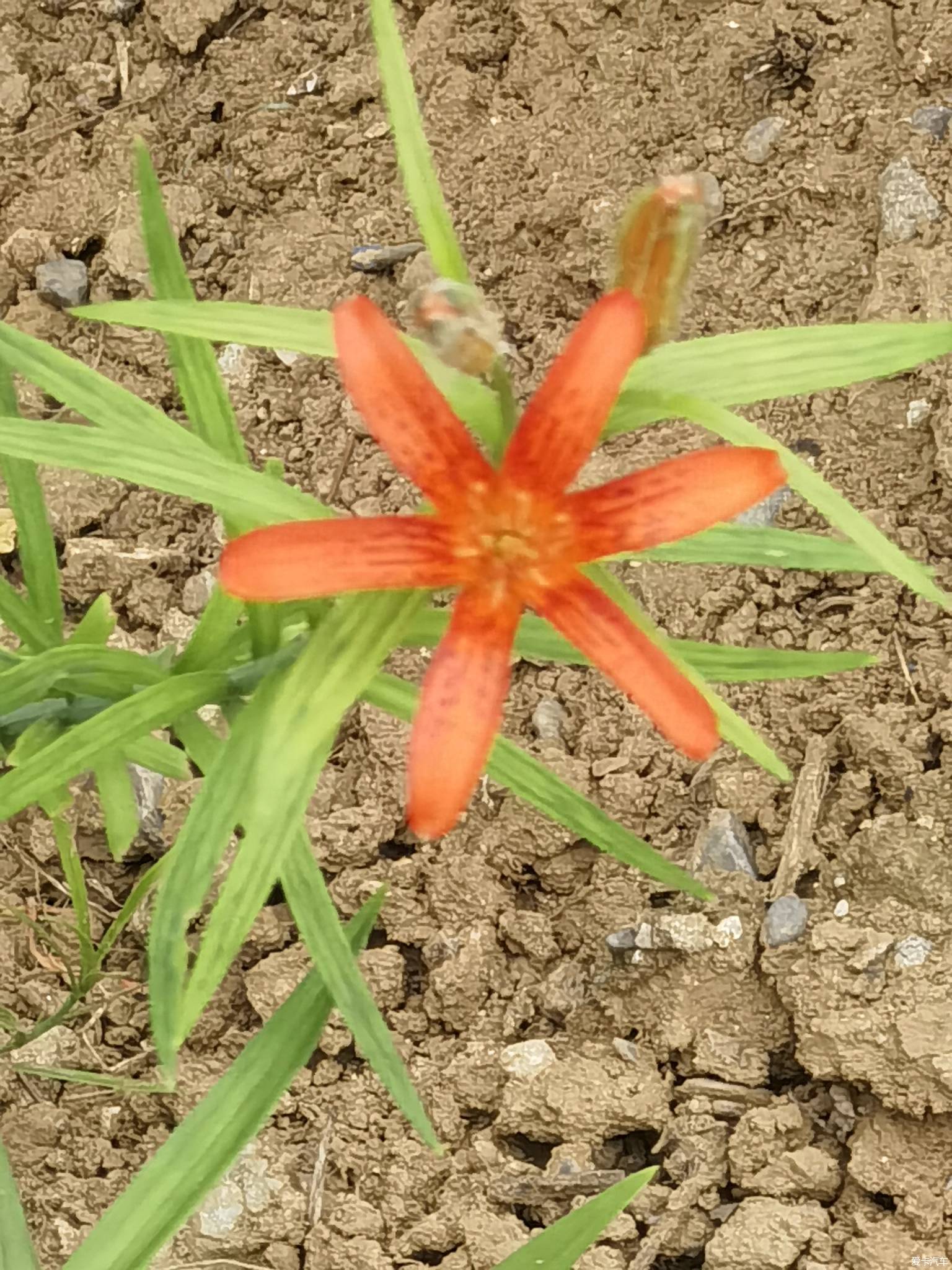 【春與夏之精】社區戶前小花園