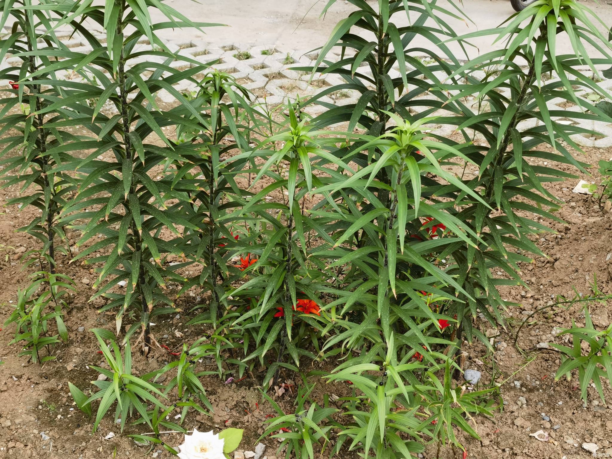 【春與夏之精】社區戶前小花園