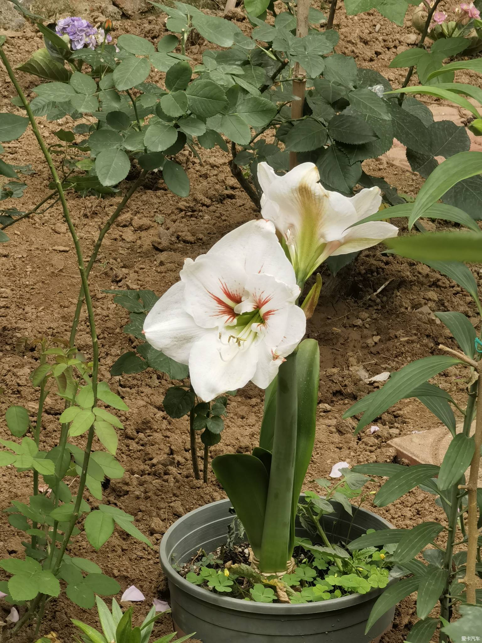 【春與夏之精】社區戶前小花園