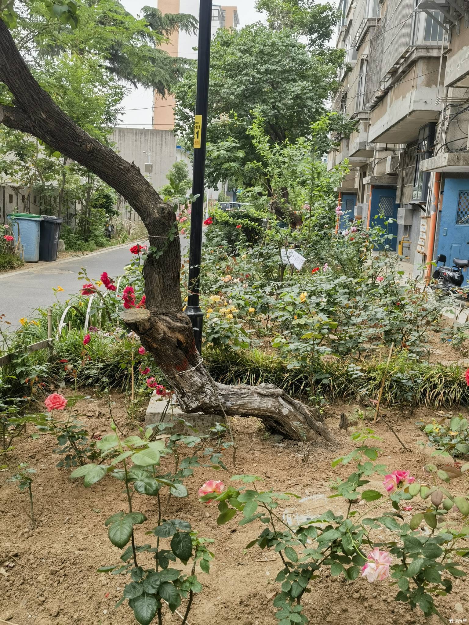 【春與夏之精】社區戶前小花園