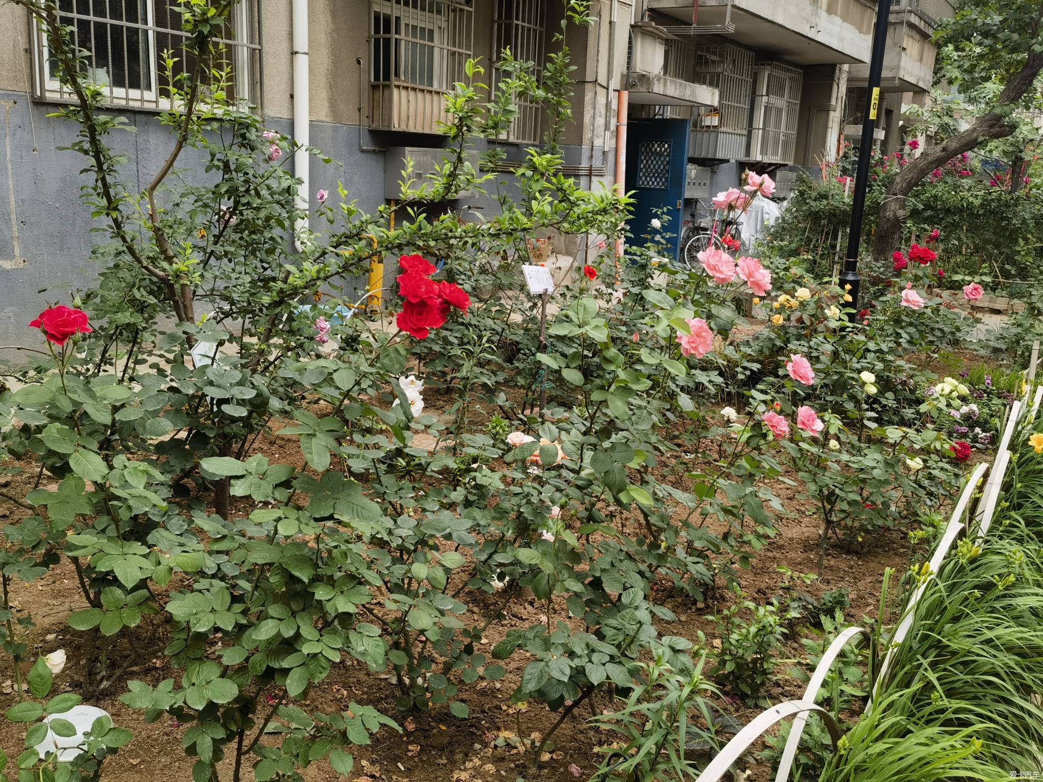 【春與夏之精】社區戶前小花園