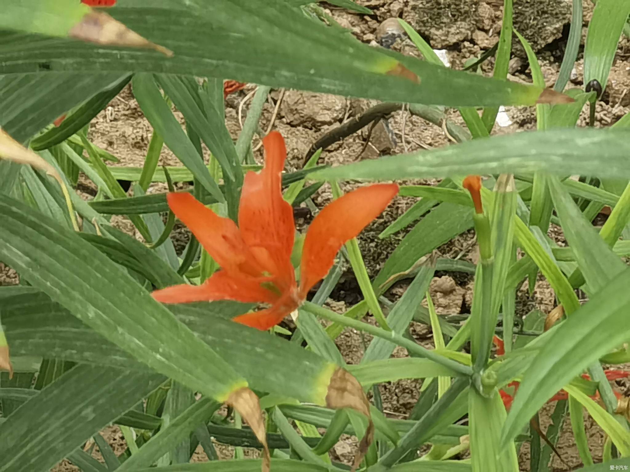 【春與夏之精】社區戶前小花園