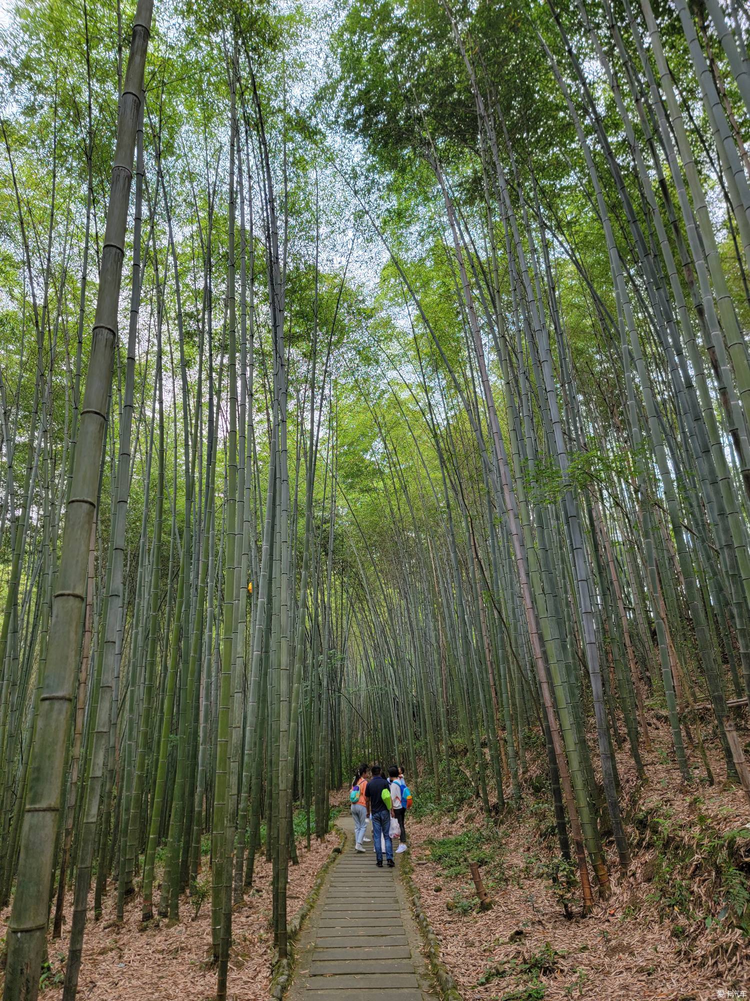 阳平观竹海，海窝子喝茶