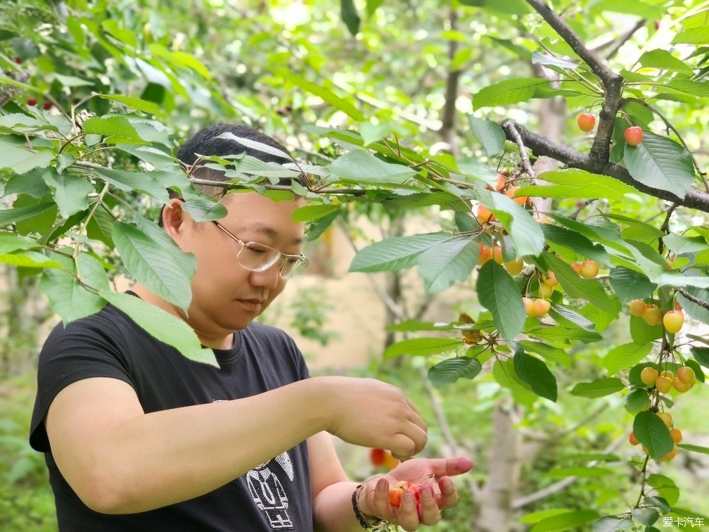 周末陪几位美女去理县摘车厘子，结果被居然被灌醉了。。。