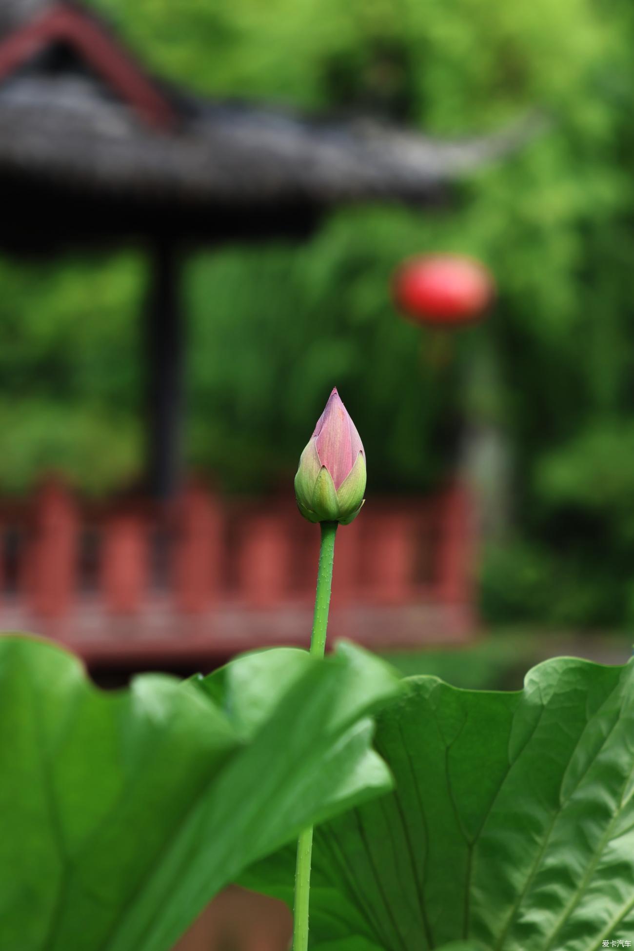 成都荷花景点图片