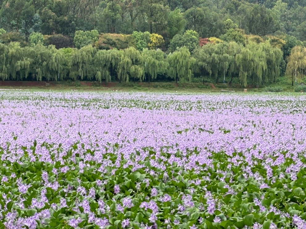 玉溪滇中植物园花海图片