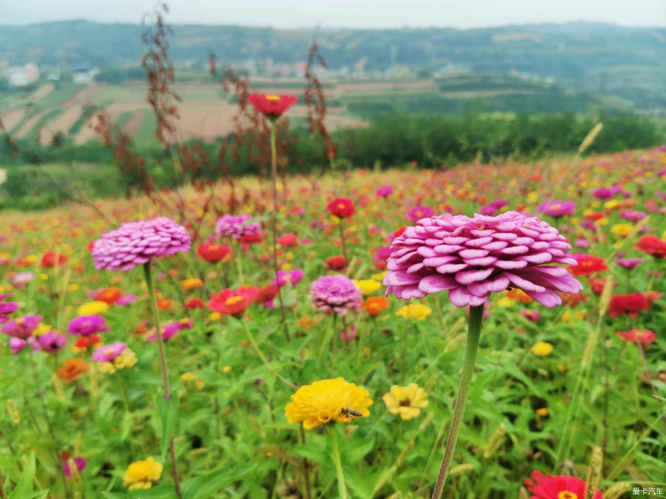 上峙峪村赏百日菊