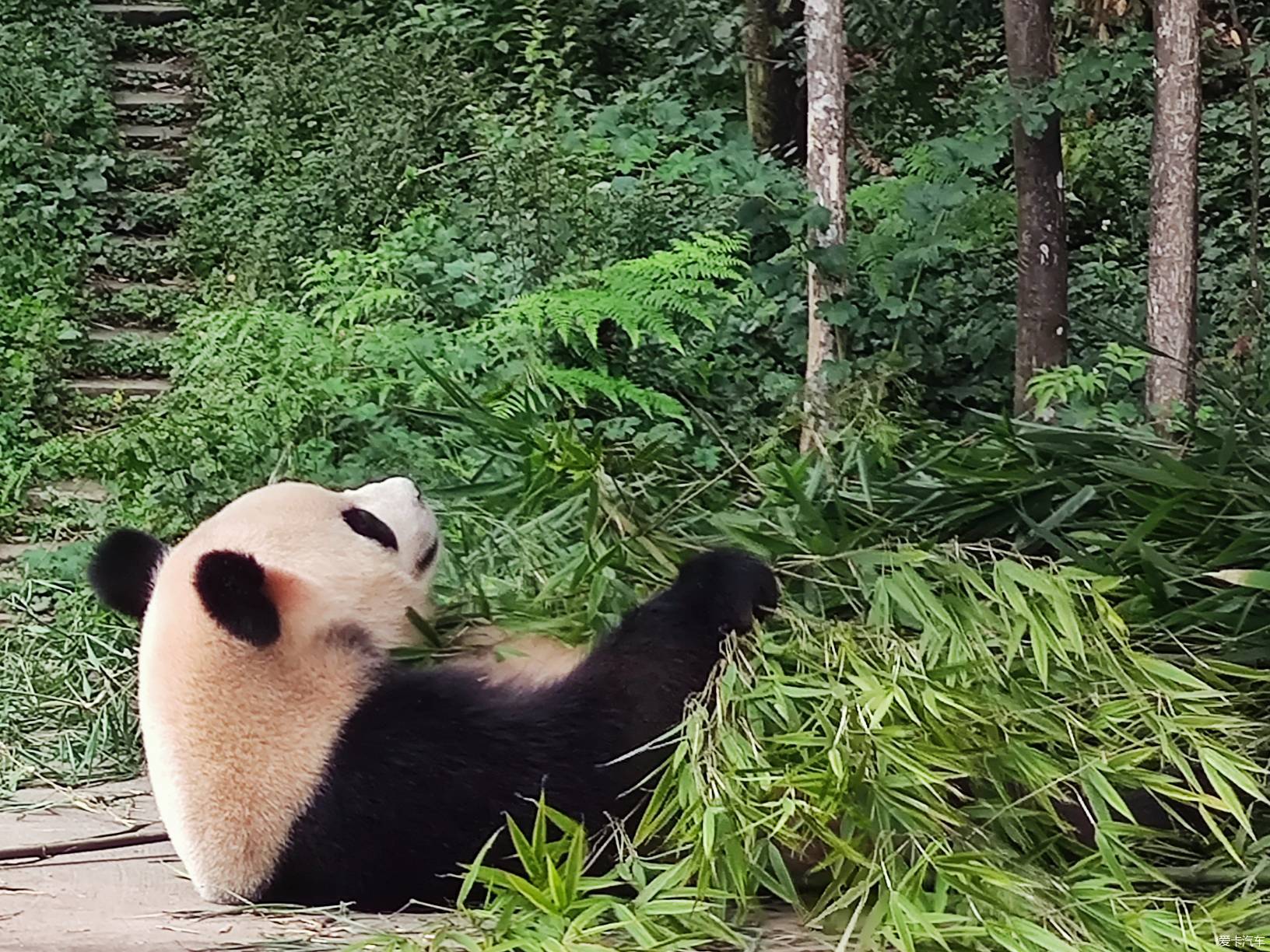 憨态可掬 人见人爱