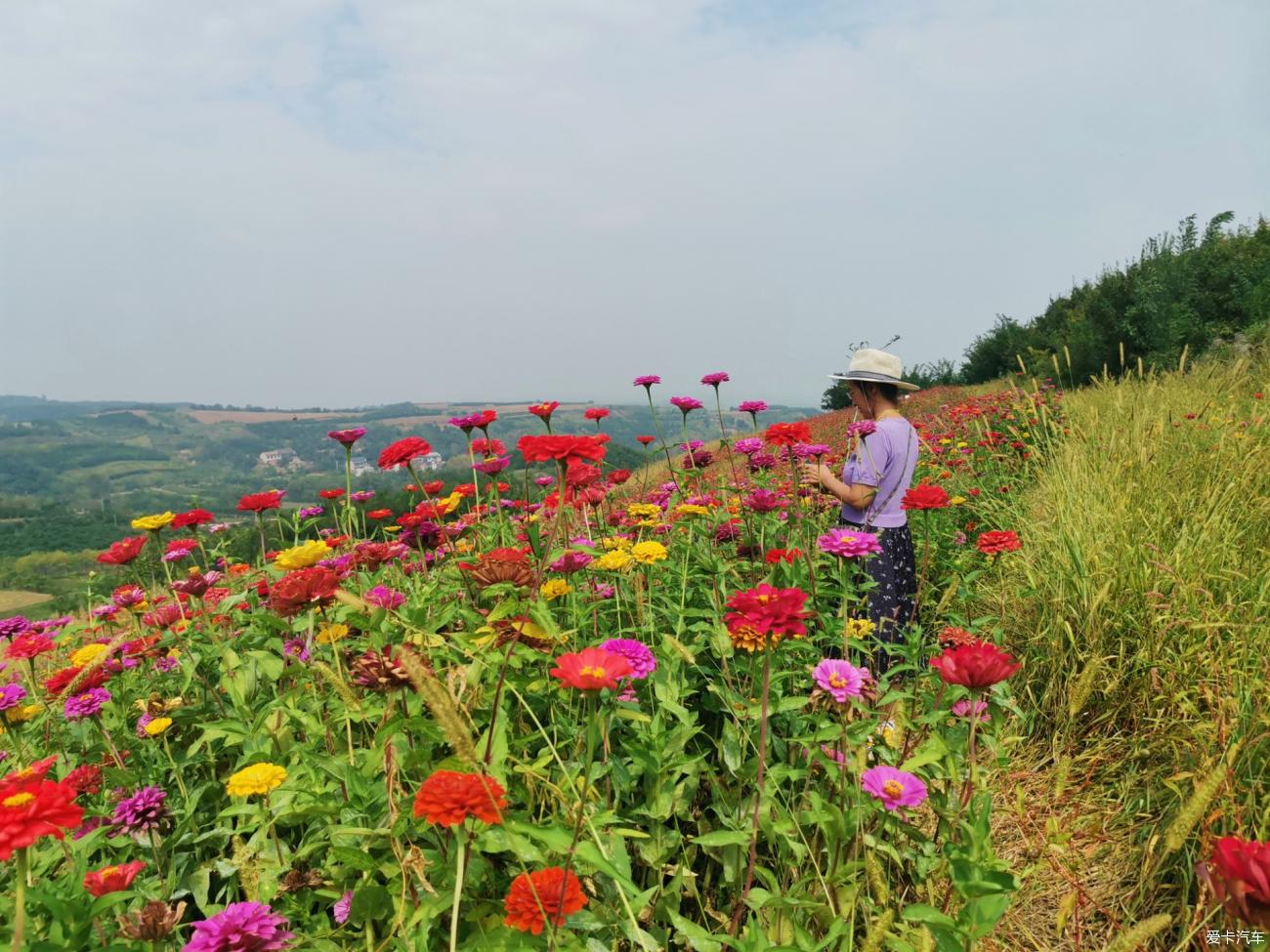 上峙峪村赏百日菊