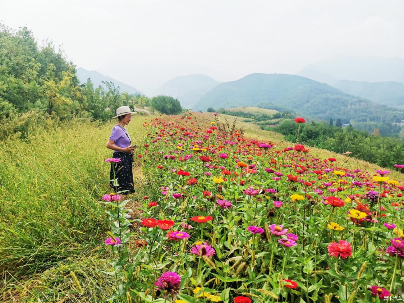 上峙峪村赏百日菊