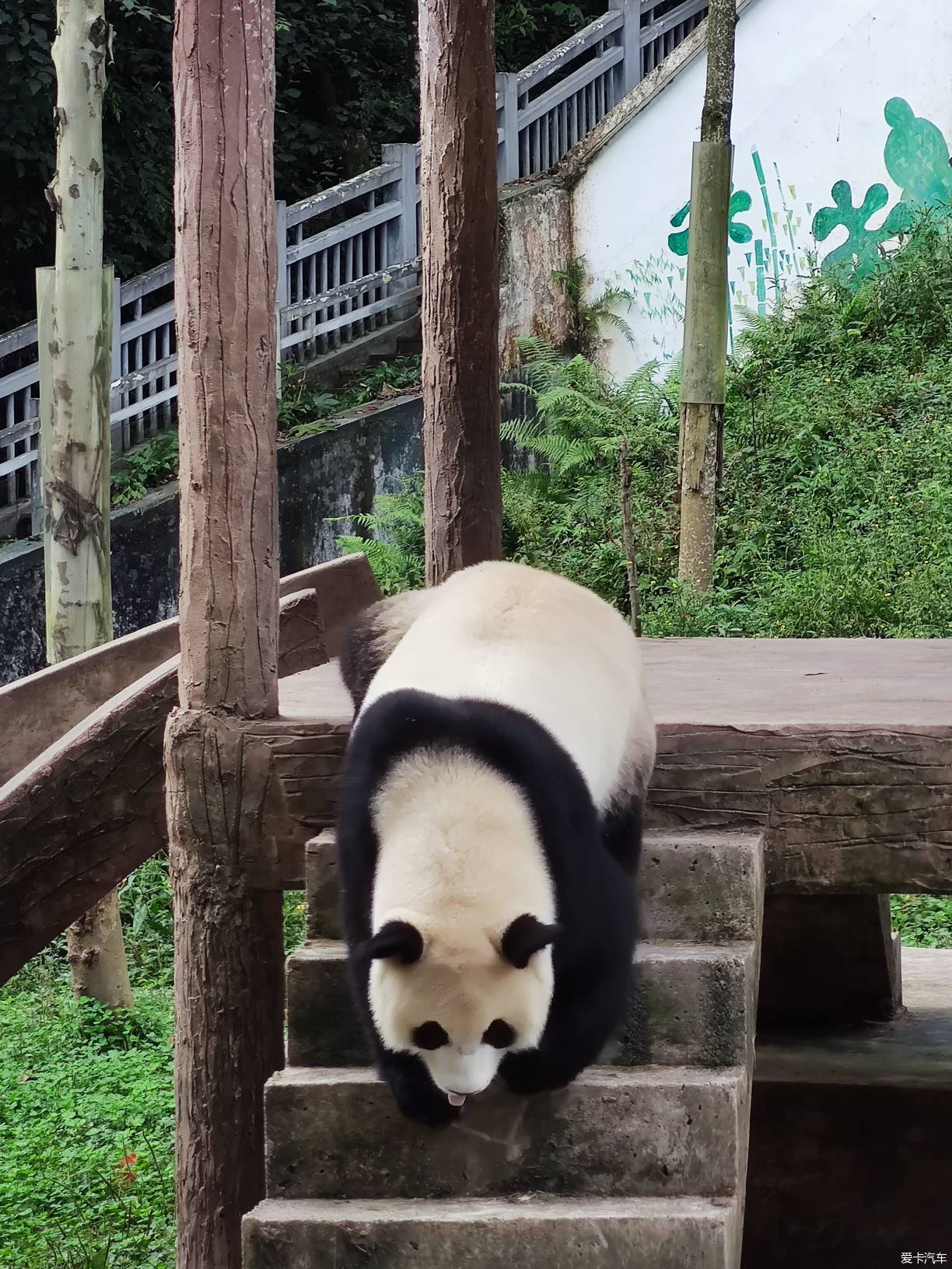 憨态可掬 人见人爱