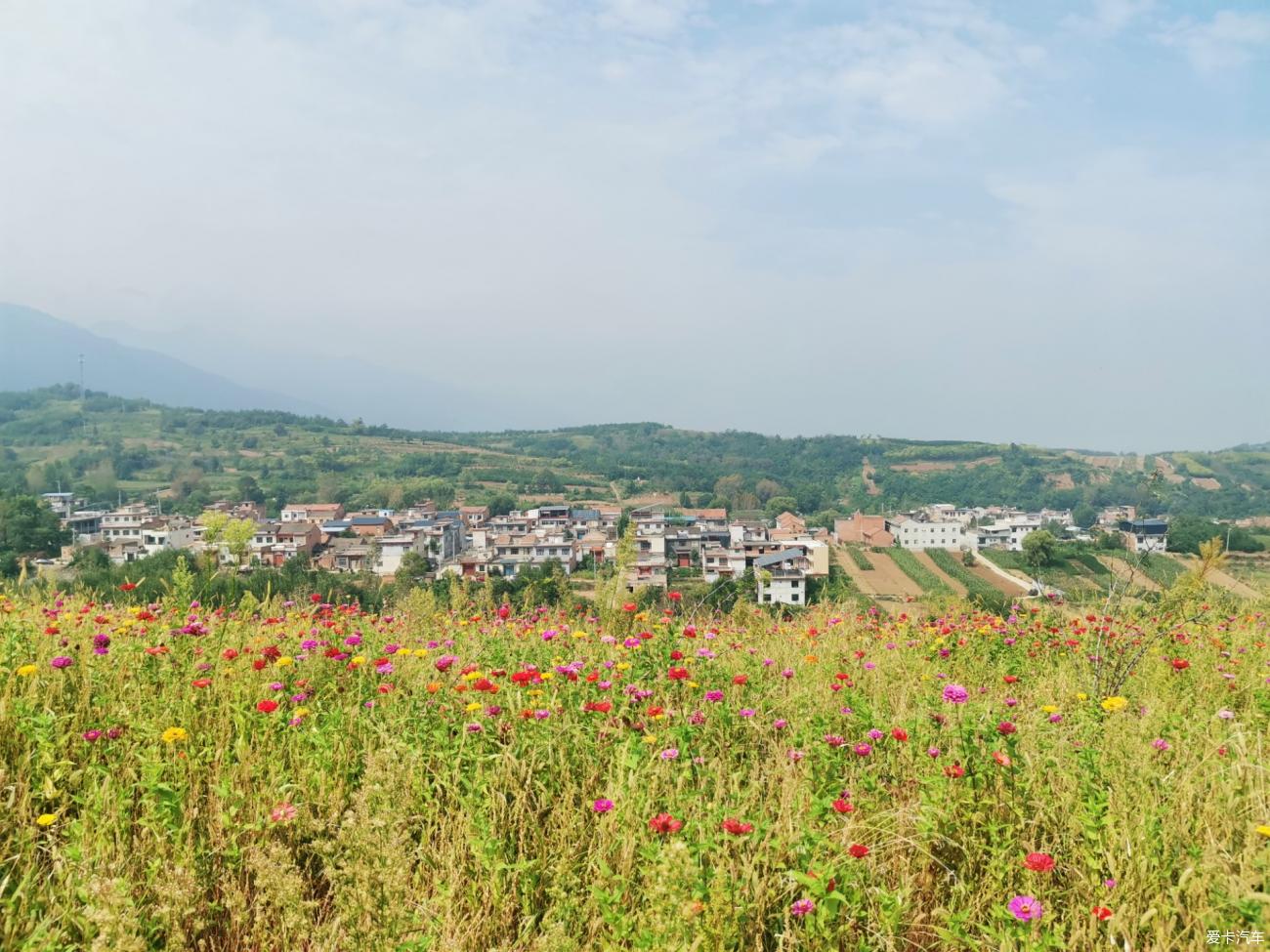 上峙峪村赏百日菊
