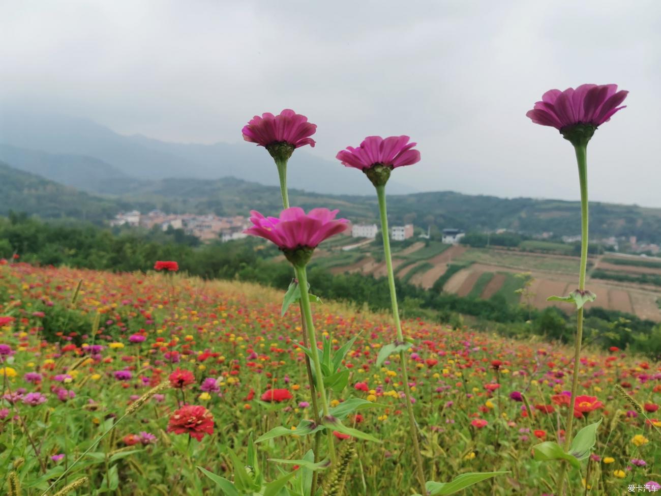 上峙峪村赏百日菊