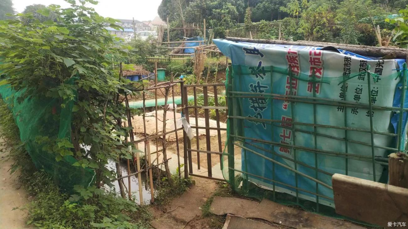 探访鲁磨路毕阁山的菜地