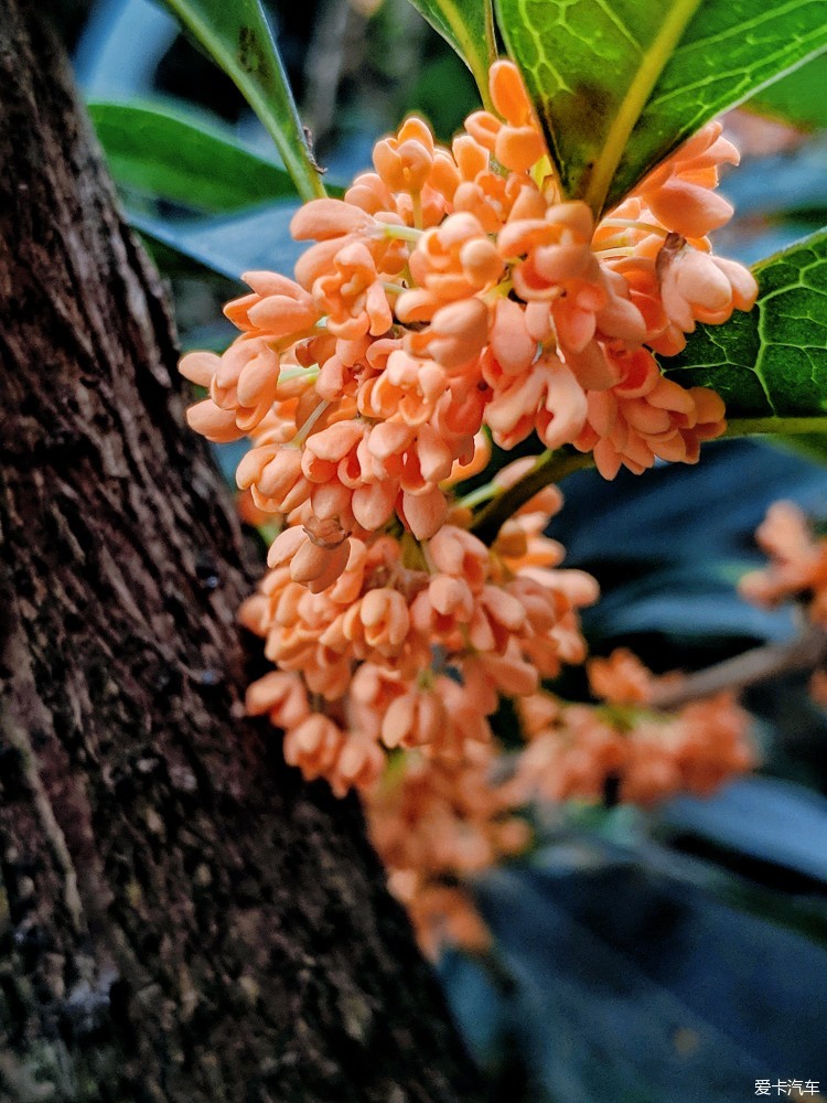 大假不出门，还是随便照几朵花练练手吧