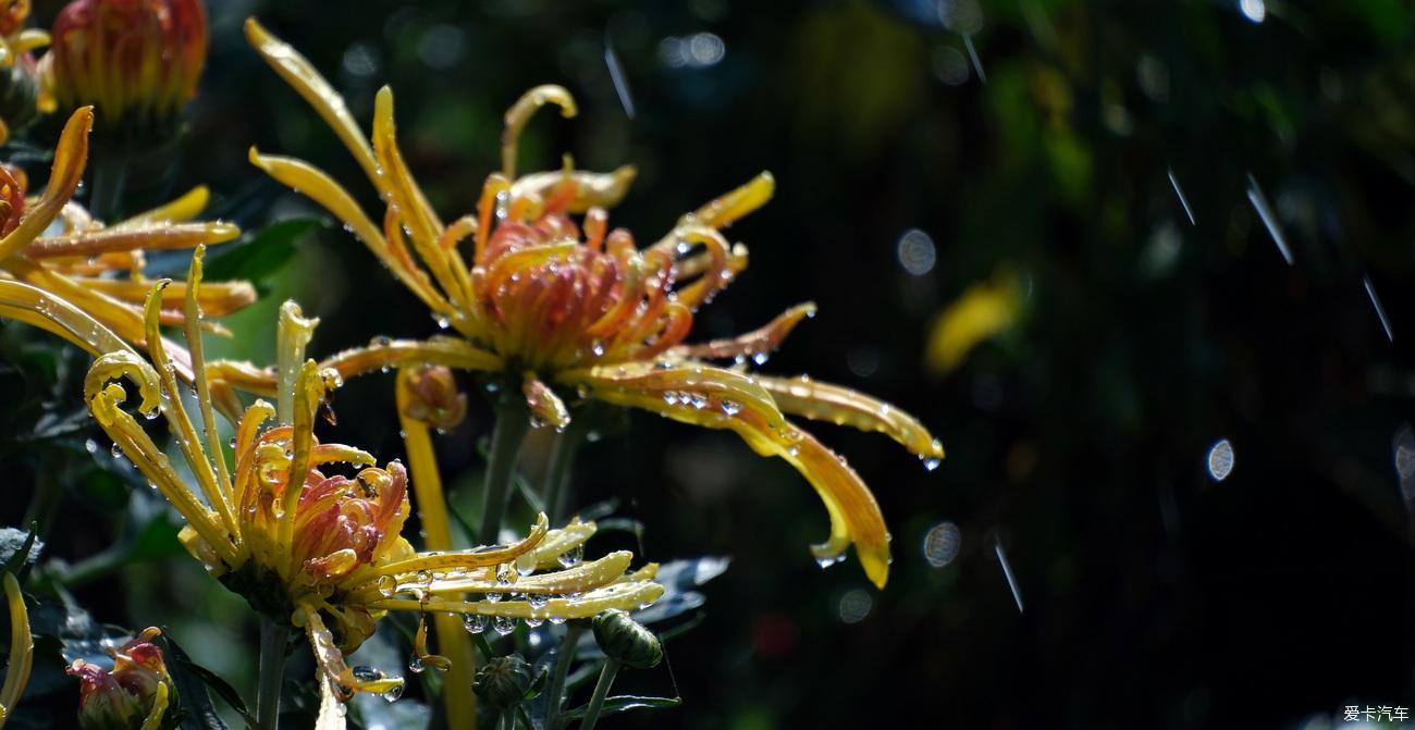 日记 踏秋植物园赏菊记【严建设】