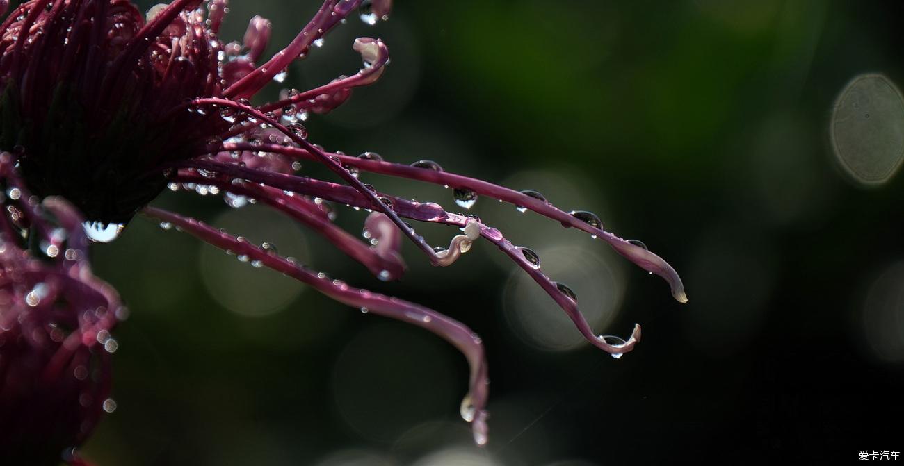 日记 踏秋植物园赏菊记【严建设】