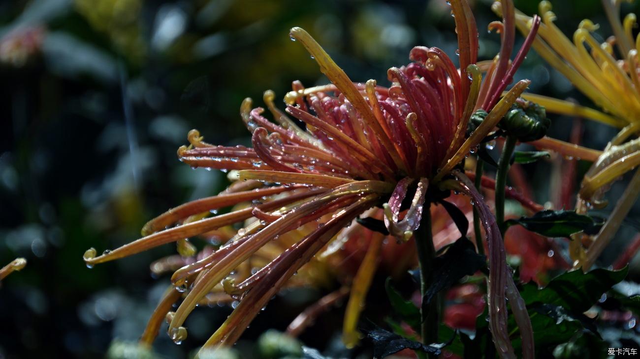 日记 踏秋植物园赏菊记【严建设】