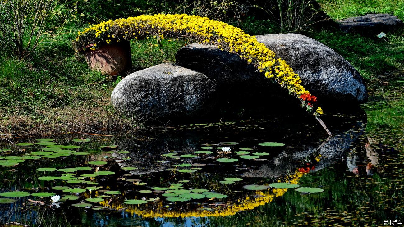 日记 踏秋植物园赏菊记【严建设】