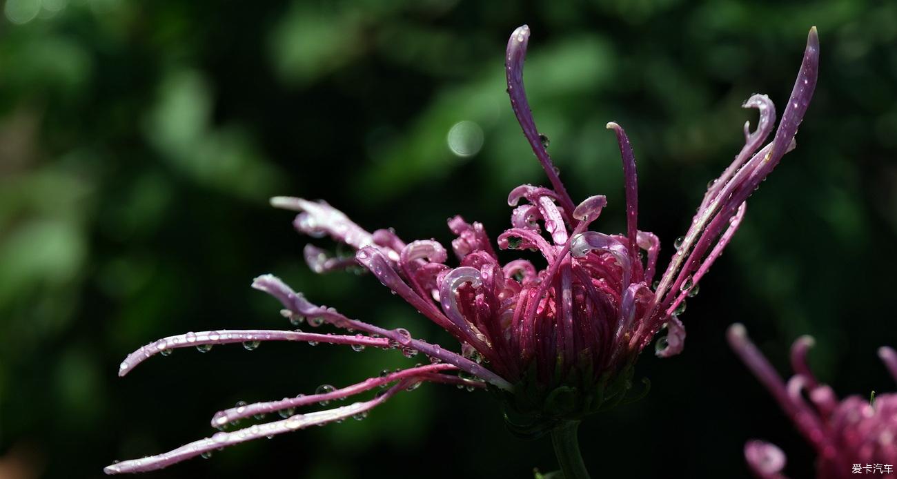 日记 踏秋植物园赏菊记【严建设】