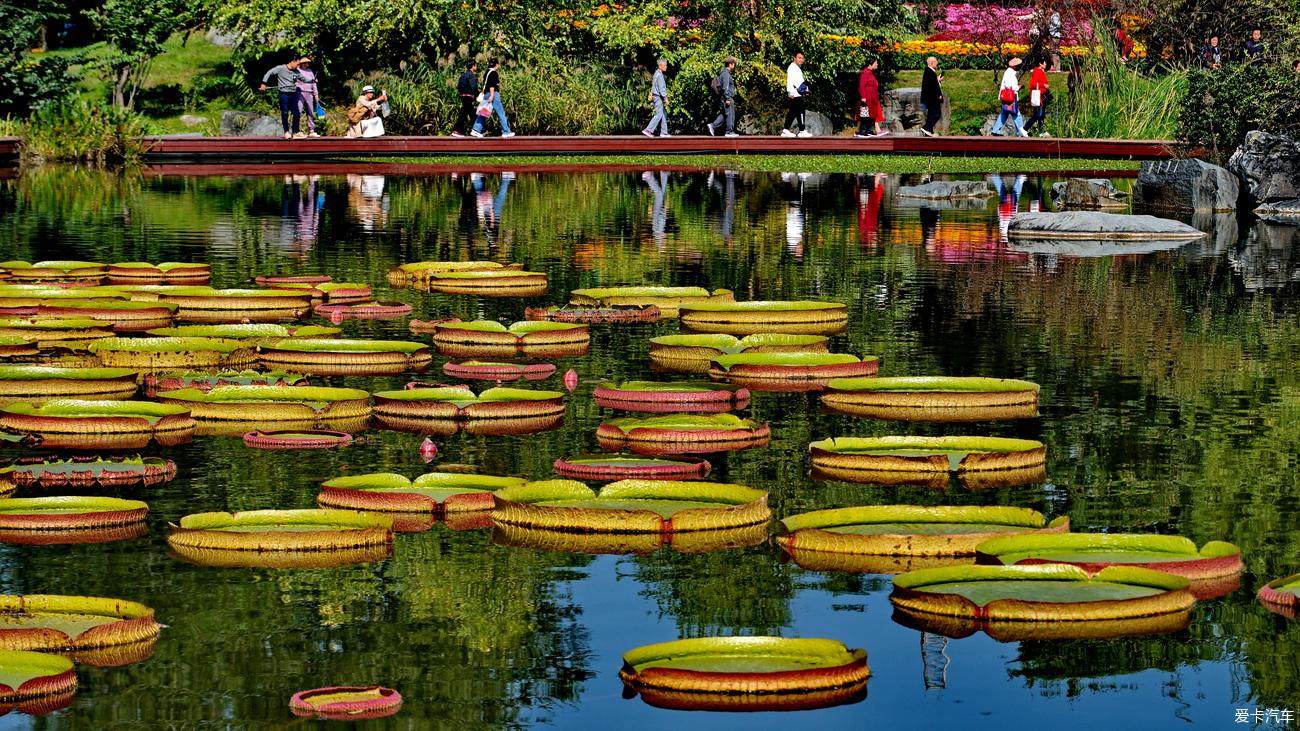 日记 踏秋植物园赏菊记【严建设】