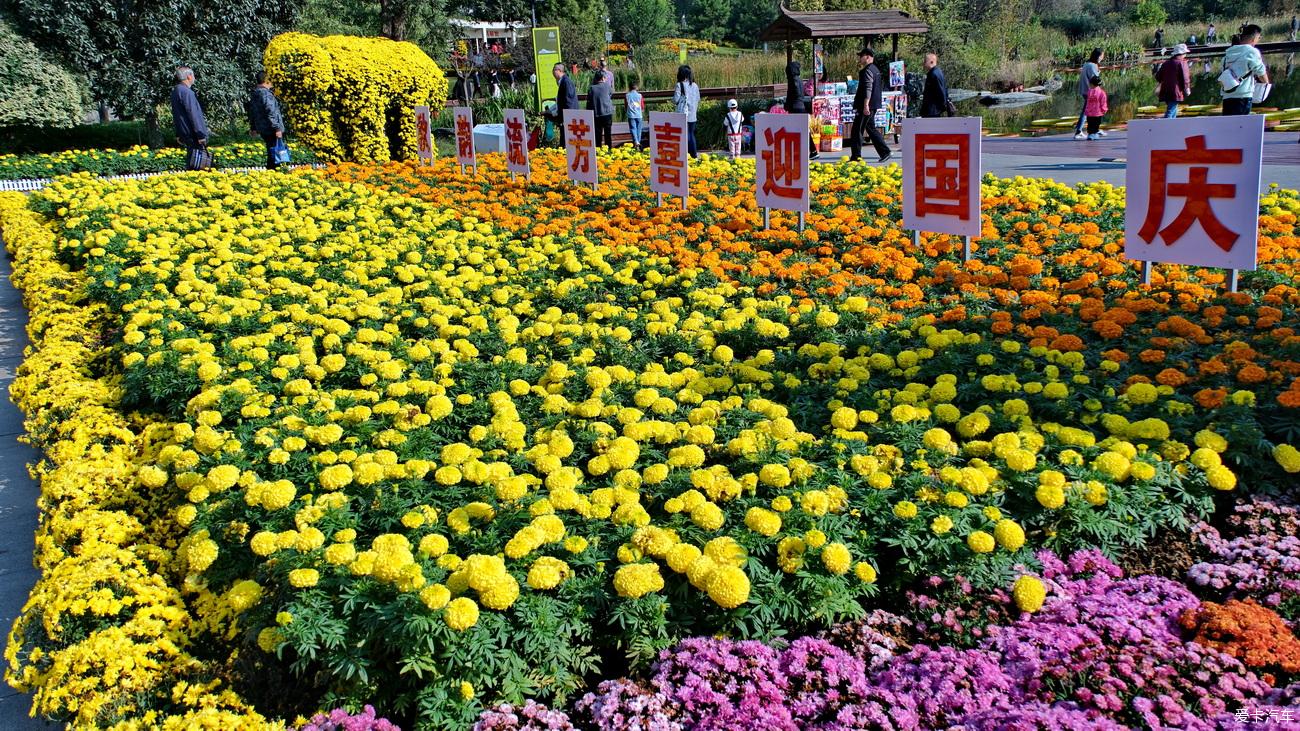 日记 踏秋植物园赏菊记【严建设】