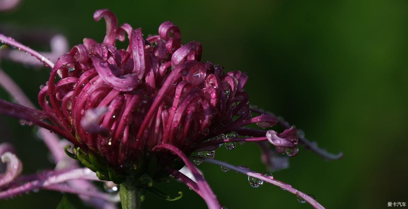 日记 踏秋植物园赏菊记【严建设】