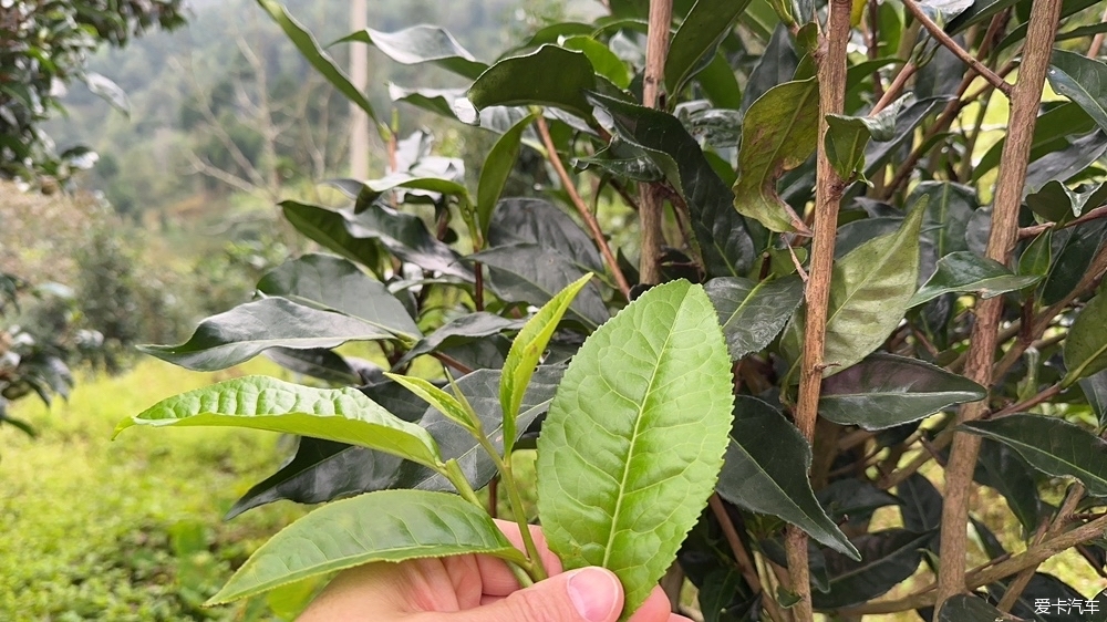 第十八次自驾西藏-经藏入疆