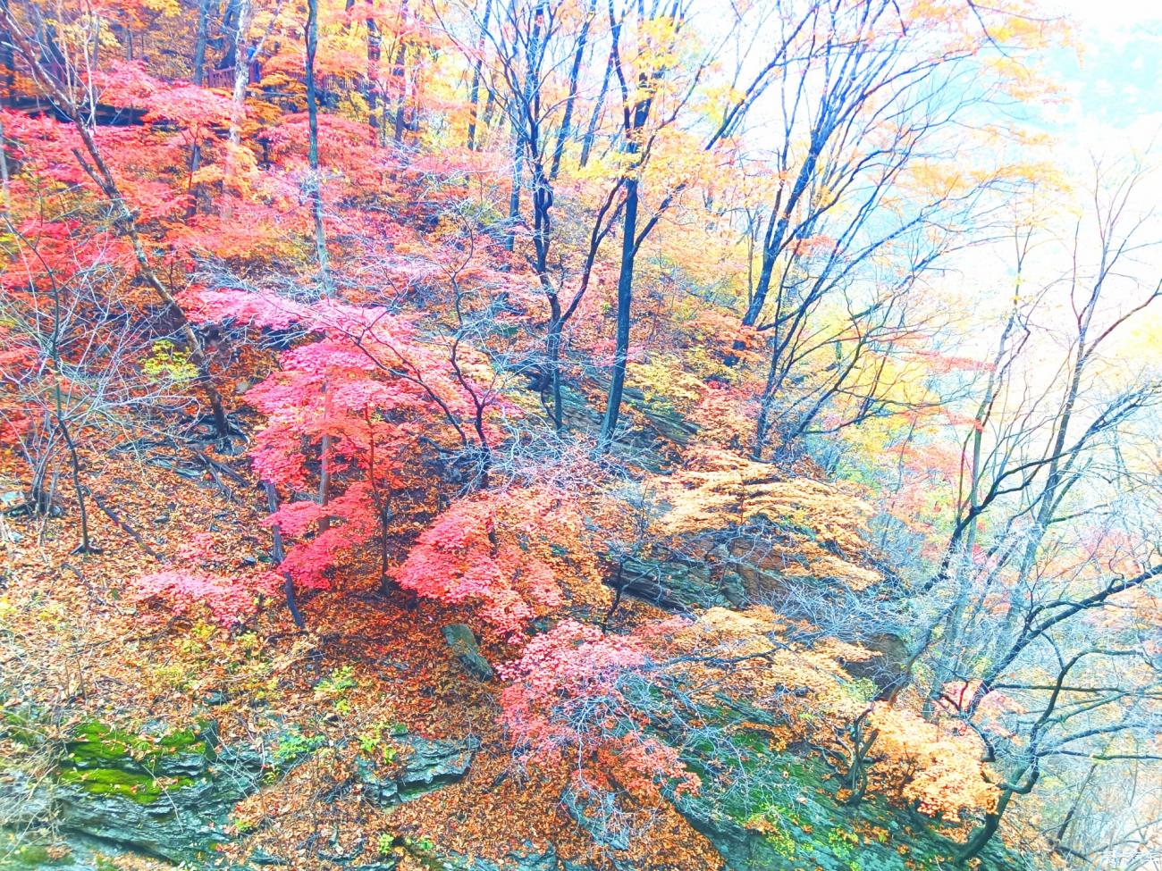 2023.10.15本溪大冰沟枫景