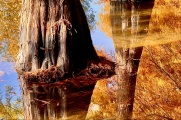 【比拼】燕雀湖落羽杉，秋色美如油画