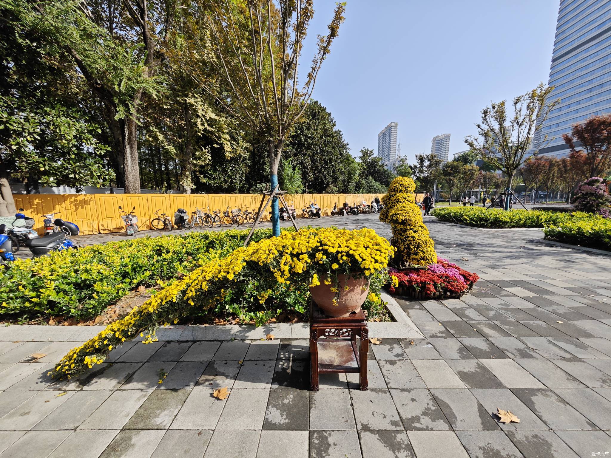 【比拼】再青山和平公園菊花展(上)-愛卡汽車網論壇