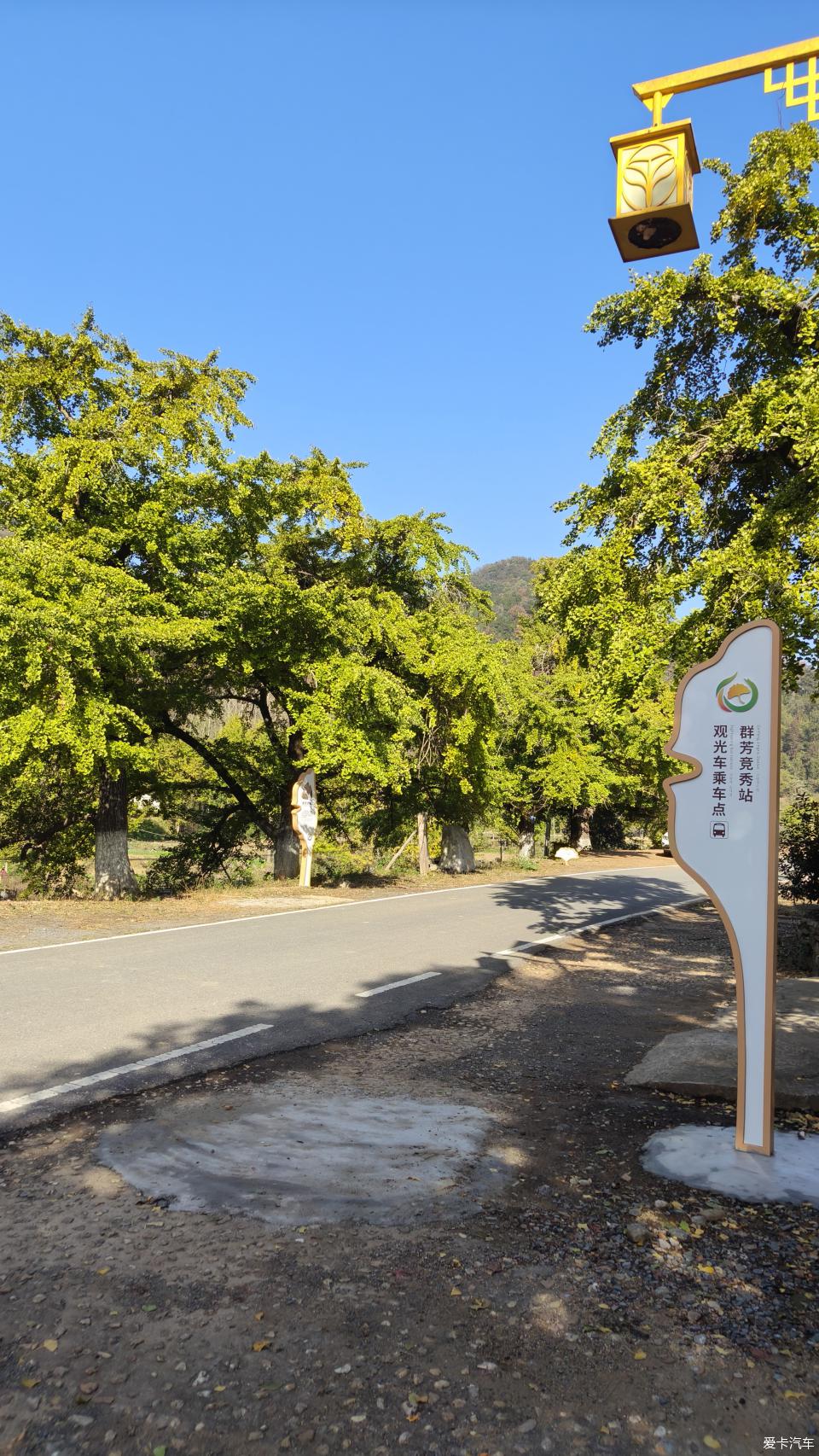 安陆钱冲古银杏国家森林公园