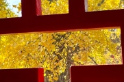 【比拼】毗卢寺冬趣：红与黄的交响