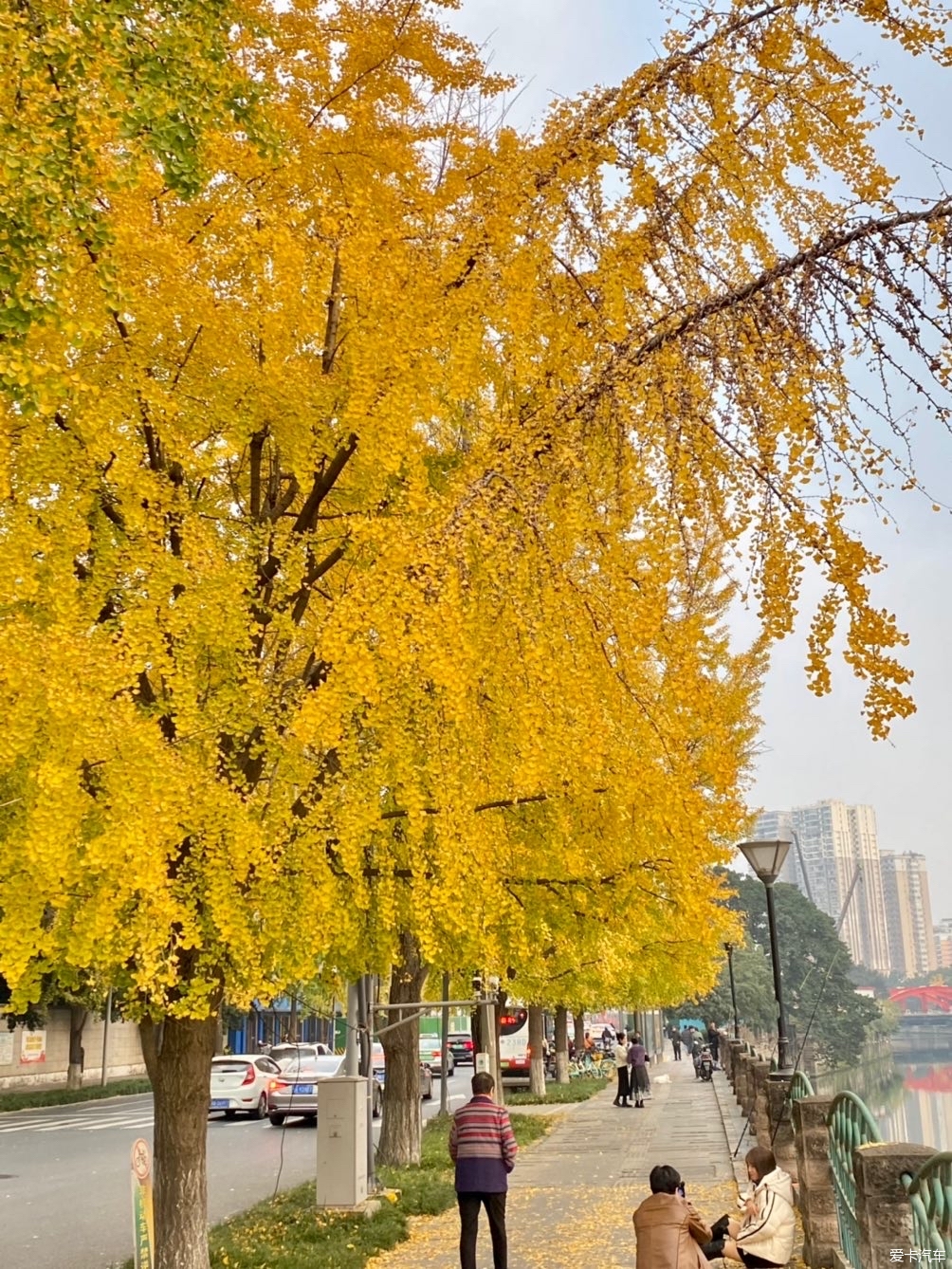 成都市区河边银杏叶