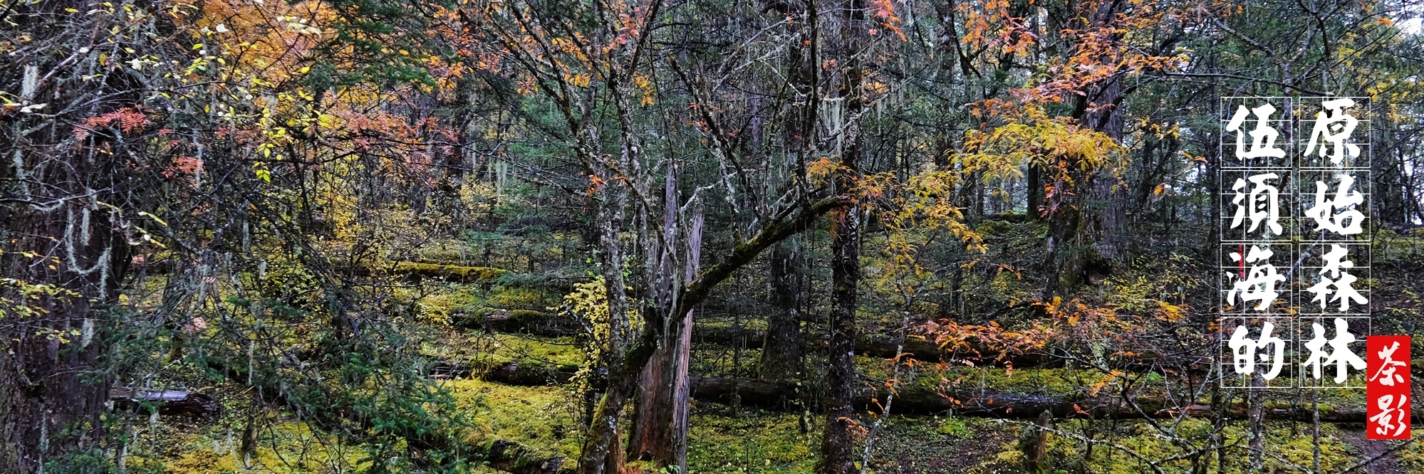 走向秋天的领克：伍须海的原始森林